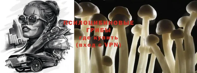 блэк спрут ссылки  Правдинск  Галлюциногенные грибы Magic Shrooms  что такое  